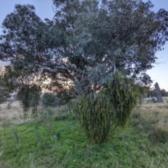 Delias harpalyce at Stromlo, ACT - 11 Jun 2022