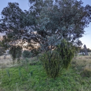 Delias harpalyce at Stromlo, ACT - 11 Jun 2022