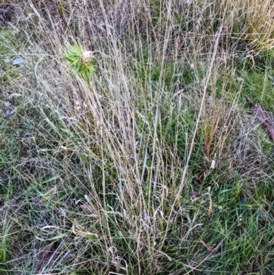 Phalaris aquatica (Phalaris, Australian Canary Grass) at Lions Youth Haven - Westwood Farm A.C.T. - 11 Jun 2022 by HelenCross