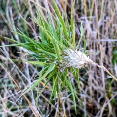 Phalaris aquatica at Stromlo, ACT - 11 Jun 2022 03:58 PM