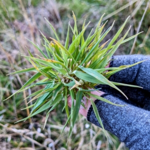 Phalaris aquatica at Stromlo, ACT - 11 Jun 2022