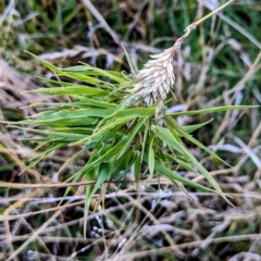 Phalaris aquatica at Stromlo, ACT - 11 Jun 2022