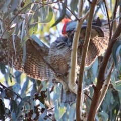 Callocephalon fimbriatum (Gang-gang Cockatoo) at Hughes Grassy Woodland - 11 Jun 2022 by LisaH