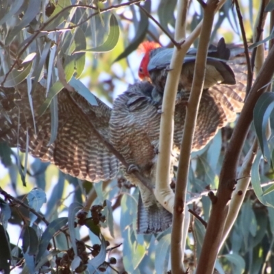 Callocephalon fimbriatum (Gang-gang Cockatoo) at Hughes Grassy Woodland - 11 Jun 2022 by LisaH