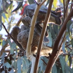 Callocephalon fimbriatum at Hughes, ACT - suppressed