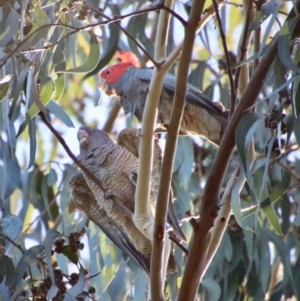 Callocephalon fimbriatum at Hughes, ACT - suppressed