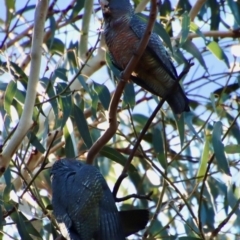 Callocephalon fimbriatum at Hughes, ACT - suppressed