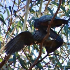 Callocephalon fimbriatum at Hughes, ACT - suppressed