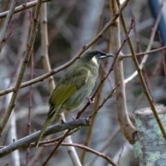 Meliphaga lewinii (Lewin's Honeyeater) at Wingecarribee Local Government Area - 7 Jun 2022 by Aussiegall