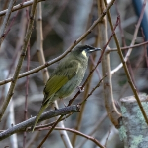 Meliphaga lewinii (Lewin's Honeyeater) at Penrose, NSW by Aussiegall