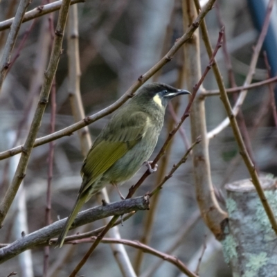 Meliphaga lewinii (Lewin's Honeyeater) at Penrose, NSW - 7 Jun 2022 by Aussiegall
