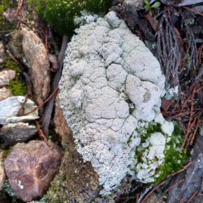 Lichen - crustose at Cooma North Ridge Reserve - 2 Jun 2022 by mahargiani