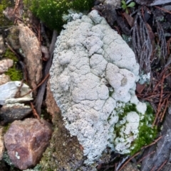 Lichen - crustose at Cooma, NSW - 2 Jun 2022 by mahargiani