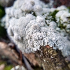 Lichen - crustose at Cooma, NSW - 2 Jun 2022 02:50 PM