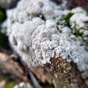 Lichen - crustose at Cooma, NSW - 2 Jun 2022 02:50 PM