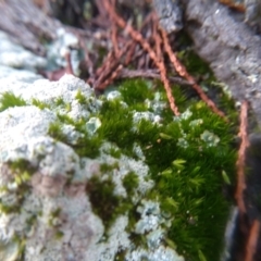 Lichen - crustose at Cooma, NSW - 2 Jun 2022 02:50 PM