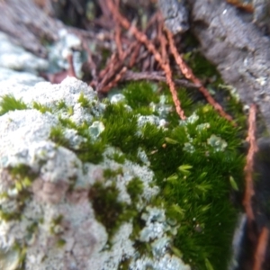 Lichen - crustose at Cooma, NSW - 2 Jun 2022