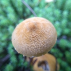 zz agaric (stem; gills white/cream) at Cooma North Ridge Reserve - 7 Jun 2022 by mahargiani