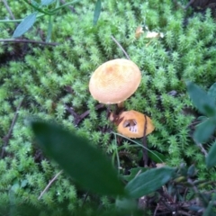 zz agaric (stem; gills white/cream) at Cooma, NSW - 7 Jun 2022