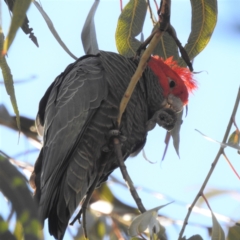 Callocephalon fimbriatum (Gang-gang Cockatoo) at Kambah, ACT - 10 Jun 2022 by HelenCross