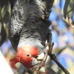 Callocephalon fimbriatum at Kambah, ACT - 11 Jun 2022