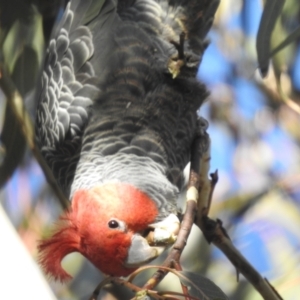 Callocephalon fimbriatum at Kambah, ACT - suppressed