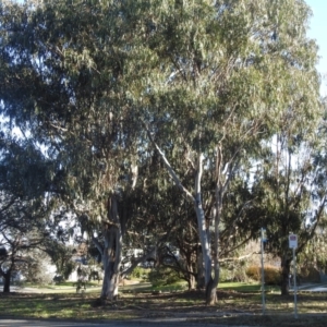 Callocephalon fimbriatum at Kambah, ACT - suppressed