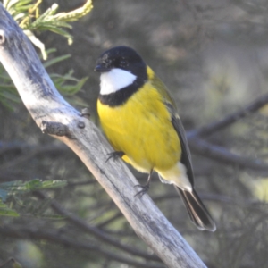 Pachycephala pectoralis at Stromlo, ACT - 11 Jun 2022