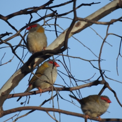 Neochmia temporalis (Red-browed Finch) at Lions Youth Haven - Westwood Farm A.C.T. - 11 Jun 2022 by HelenCross