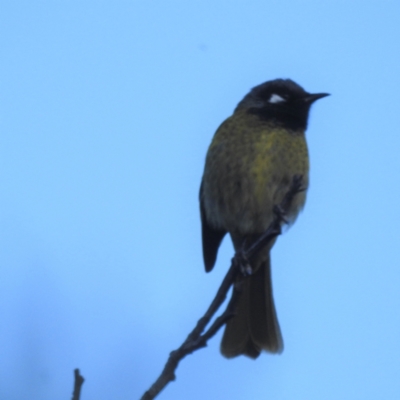 Nesoptilotis leucotis (White-eared Honeyeater) at Lions Youth Haven - Westwood Farm A.C.T. - 11 Jun 2022 by HelenCross