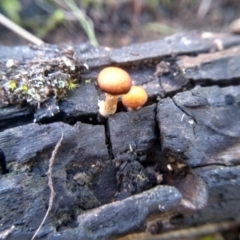 Unidentified Cap on a stem; gills below cap [mushrooms or mushroom-like] (TBC) at Cooma, NSW - 11 Jun 2022 by mahargiani