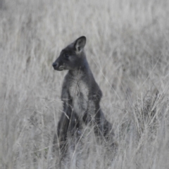 Osphranter robustus robustus (Eastern Wallaroo) at Lions Youth Haven - Westwood Farm A.C.T. - 11 Jun 2022 by HelenCross
