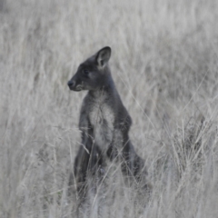 Osphranter robustus (Wallaroo) at Stromlo, ACT - 11 Jun 2022 by HelenCross