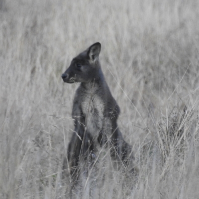 Osphranter robustus robustus (Eastern Wallaroo) at Lions Youth Haven - Westwood Farm A.C.T. - 11 Jun 2022 by HelenCross
