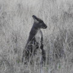 Osphranter robustus robustus at Stromlo, ACT - 11 Jun 2022