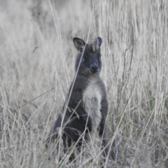 Osphranter robustus robustus at Stromlo, ACT - 11 Jun 2022