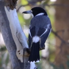 Cracticus torquatus (Grey Butcherbird) at Macarthur, ACT - 11 Jun 2022 by RodDeb