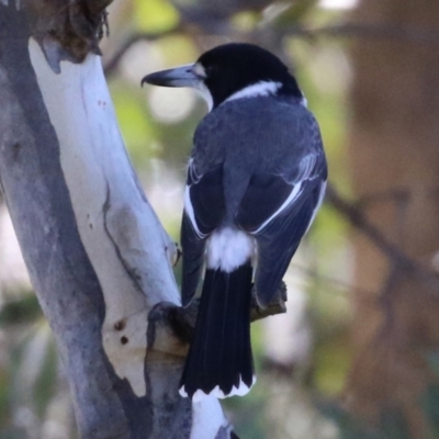 Cracticus torquatus (Grey Butcherbird) at Macarthur, ACT - 11 Jun 2022 by RodDeb
