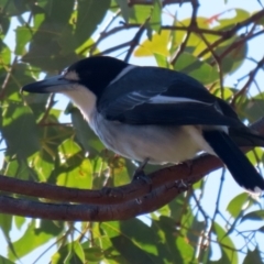 Cracticus torquatus at Macarthur, ACT - 11 Jun 2022