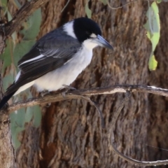 Cracticus torquatus at Macarthur, ACT - 11 Jun 2022