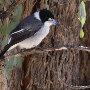 Cracticus torquatus at Macarthur, ACT - 11 Jun 2022