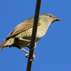 Ptilonorhynchus violaceus (Satin Bowerbird) at Macarthur, ACT - 11 Jun 2022 by RodDeb