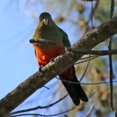 Alisterus scapularis (Australian King-Parrot) at Macarthur, ACT - 11 Jun 2022 by RodDeb