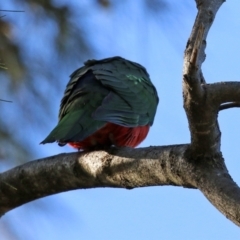 Alisterus scapularis at Macarthur, ACT - 11 Jun 2022