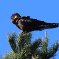 Zanda funerea (Yellow-tailed Black-Cockatoo) at Macarthur, ACT - 11 Jun 2022 by RodDeb