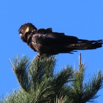 Zanda funerea (Yellow-tailed Black-Cockatoo) at Macarthur, ACT - 11 Jun 2022 by RodDeb