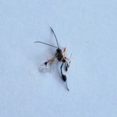 Unidentified Parasitic wasp (numerous families) (TBC) at Hughes, ACT - 3 Jun 2022 by LisaH