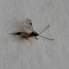 Ichneumonidae (family) at Hughes, ACT - 3 Jun 2022