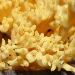 Ramaria sp. (genus) (A Coral fungus) at Acton, ACT - 10 Jun 2022 by TimL