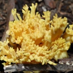 Ramaria sp. at Acton, ACT - 10 Jun 2022 12:02 PM